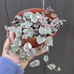 Ceropegia Woodii Strings of Hearts Variegated Plant 4" Pot - Indoor House Plants