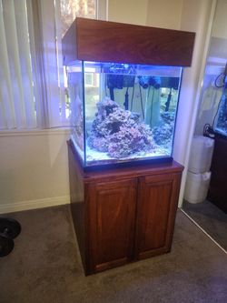 Salt water Aquarium