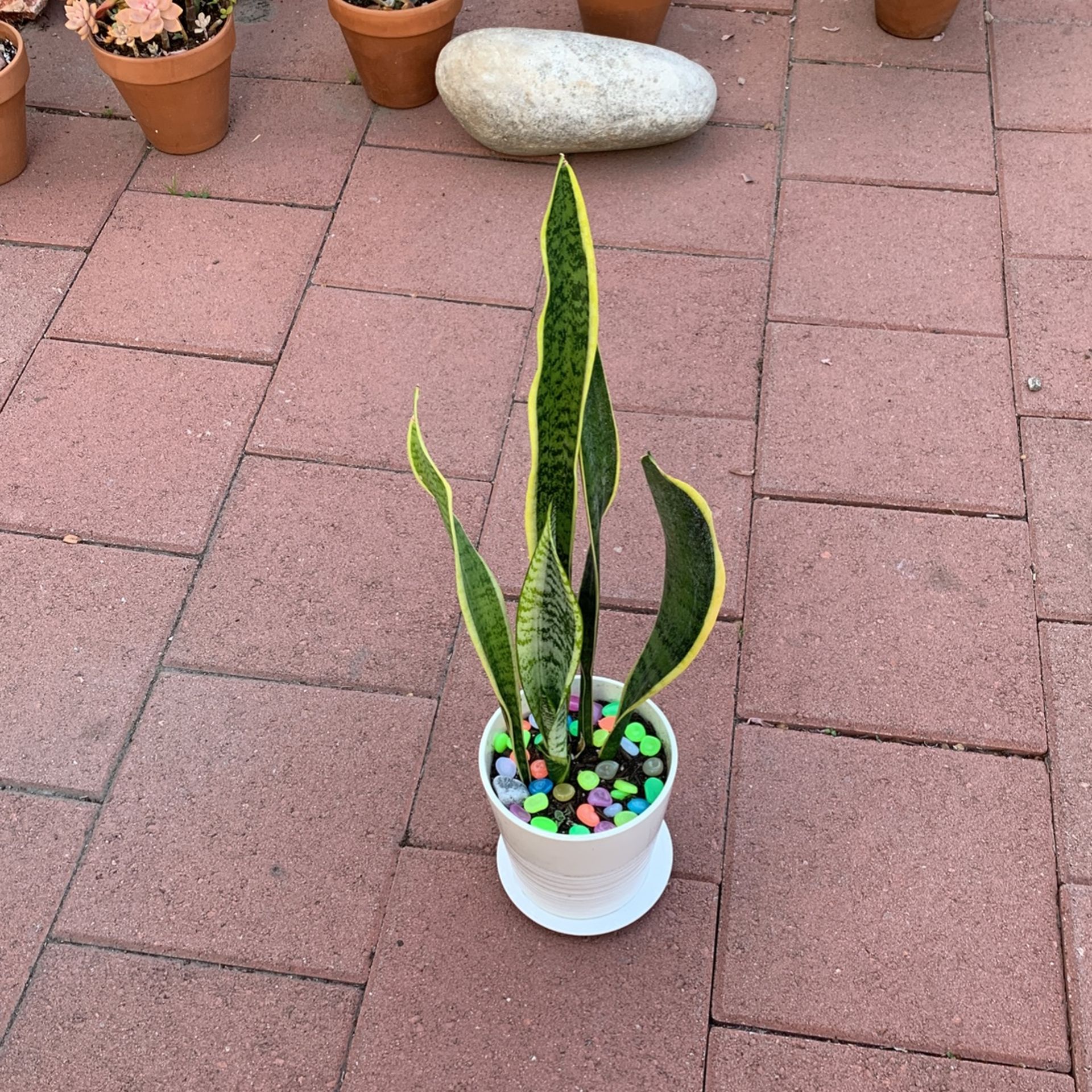 Snake Plant With Colorful Pebbles In White Ceramic Pot With Plate