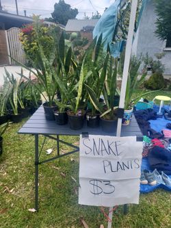 Small Snake plants $3 lengua de suegra