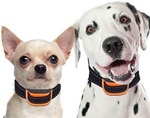 No bark training collar for dogs