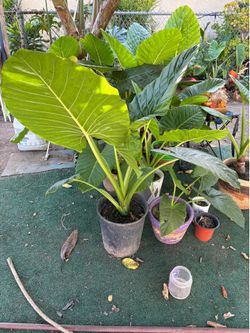 Alocasia Elephant Ear Plants