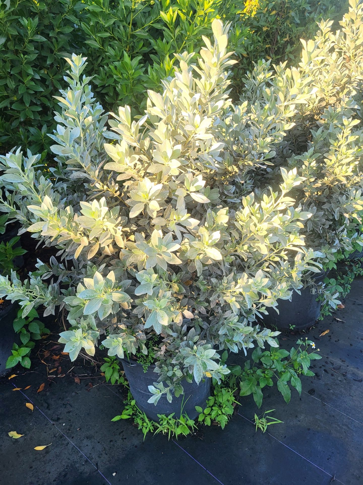 Silver buttonwood native 7g