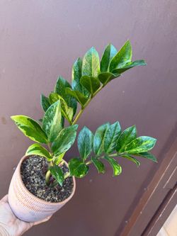 6” variegated zz plant