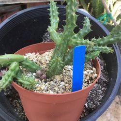 Red Dragon Starfis Succulent Plant