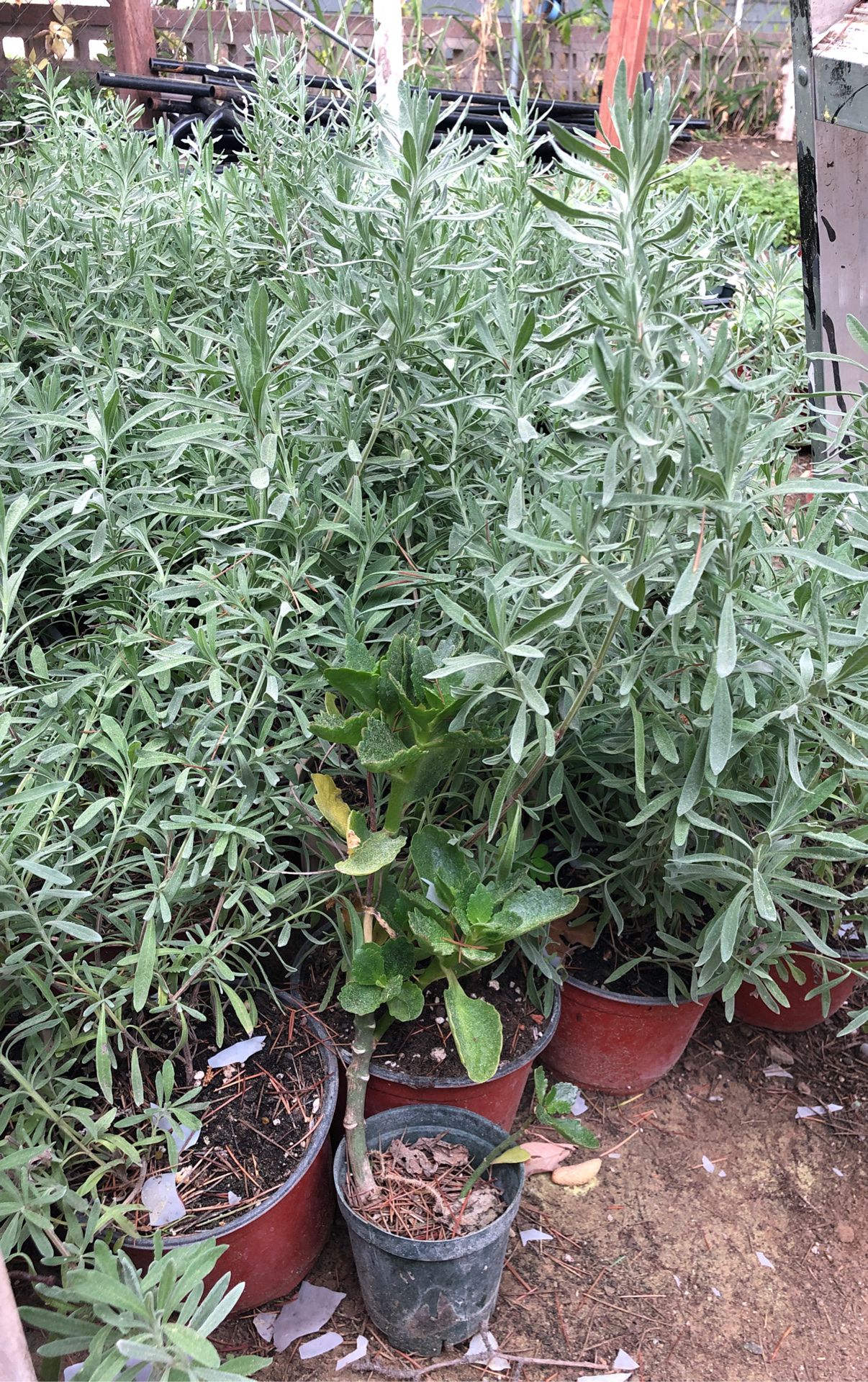 Lavender plant in 1 gallon pot