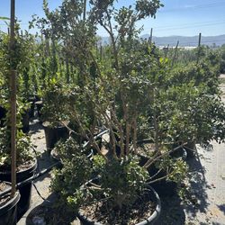 Japanese boxwood topiary bonsai 