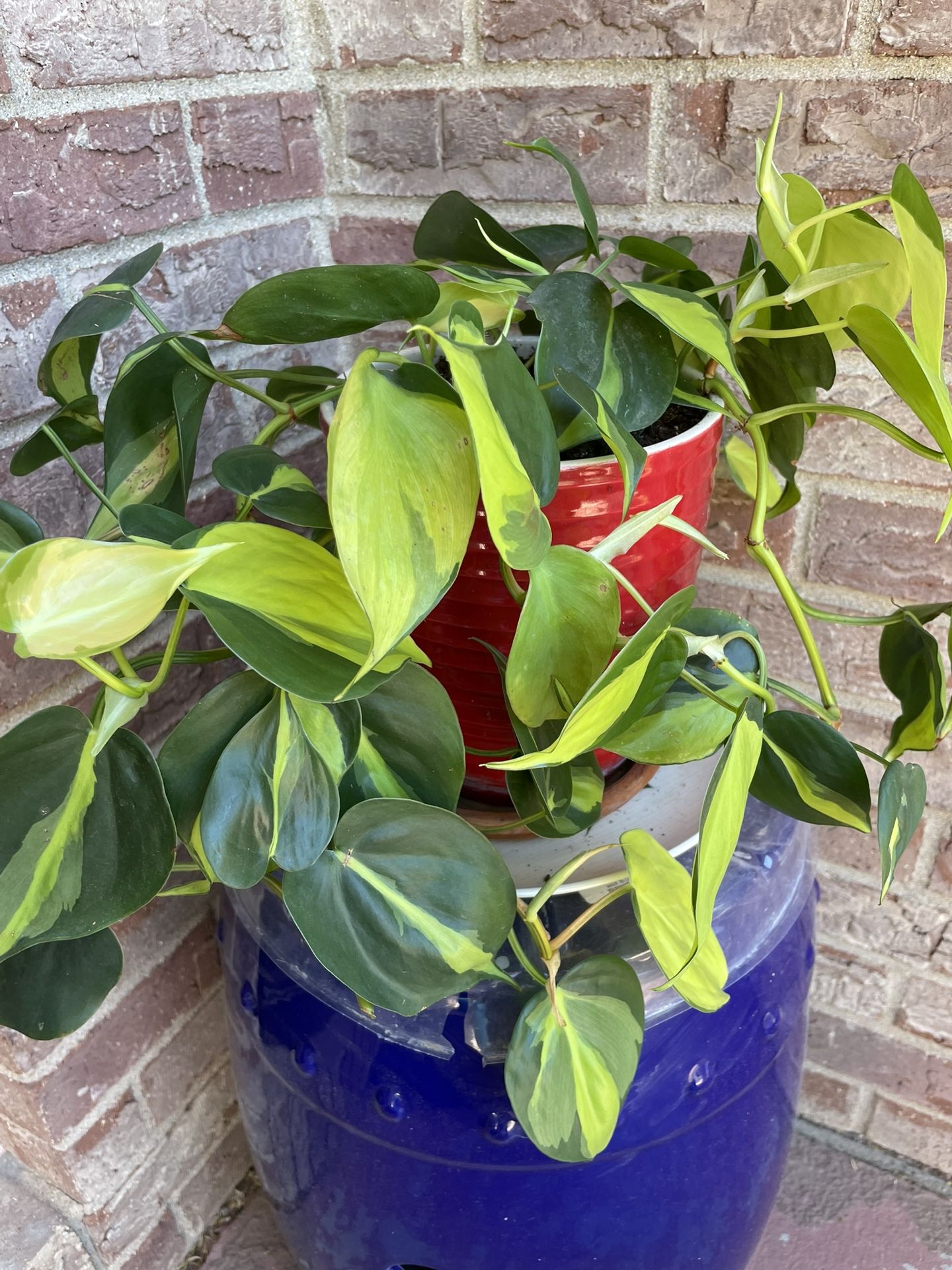 Gorgeous Philodendron Brasil Plant