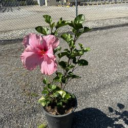 Hibiscus Bush