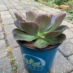 Succulent Echeveria Morning Glow Plant 
