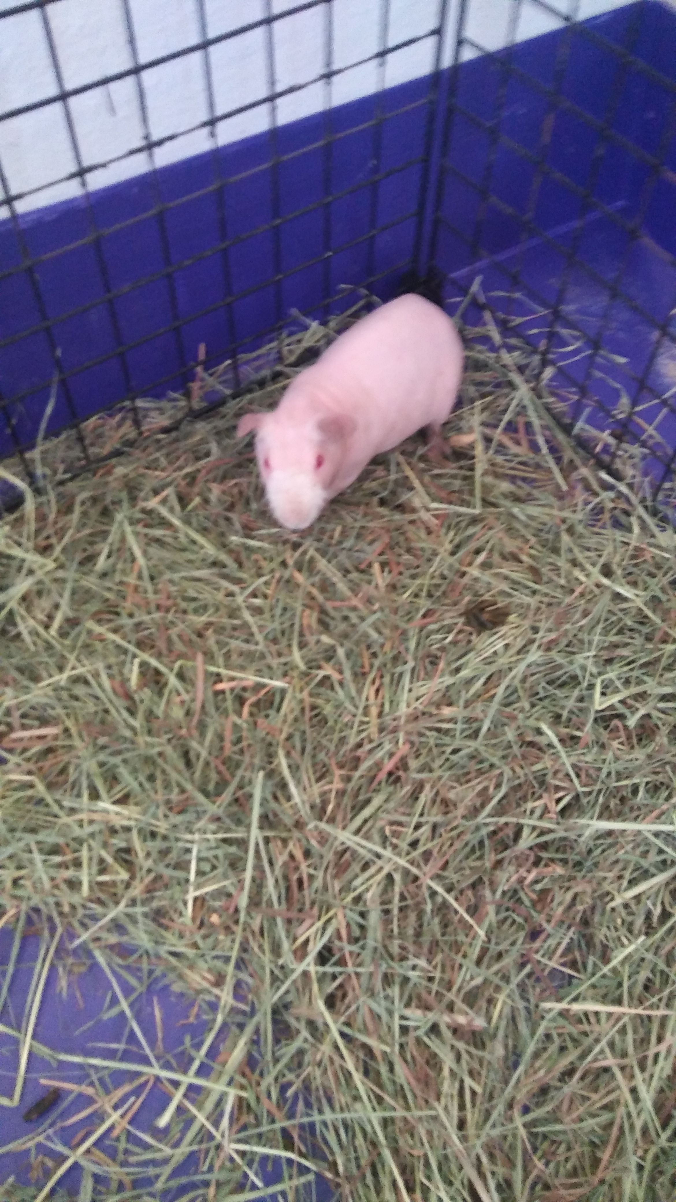Hairless guinea pig and cage