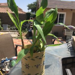 Planta