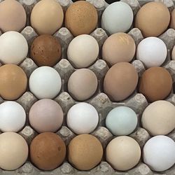 Organic Farm Fresh Chicken Eggs