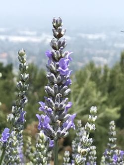 LAVENDER (ENGLISH) :   SPRAY (NATURAL DISTILLATE: FLORA WATER), SACHET (POTPOURRI) , DRYER, BOUQUET, ESSENTIAL OIL , PLANTS