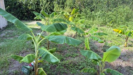 Lady finger banana trees for sale.