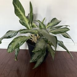 2 Silver Bay Chinese Evergreens 