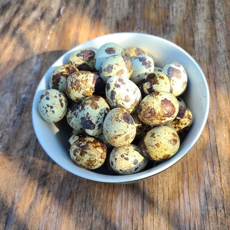Quail Eggs!