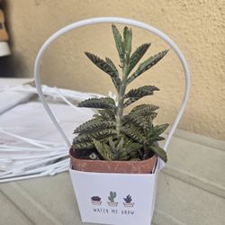 Amazon white favor boxes (28)