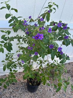 Purple solanum plant in 2 gl.