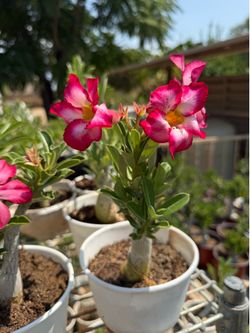 Desert Rose