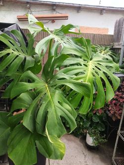Monteria deliciosa