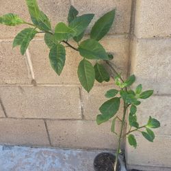 Plant De Insulina Medesinal 