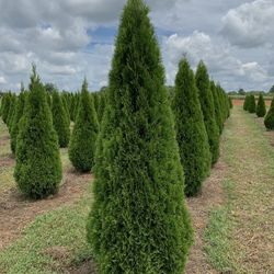 Privacy Tree Sale FREE DELIVERY! Emerald Green & Green Giants 