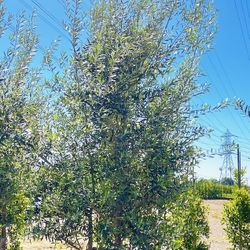 13ft tall fruitless olive trees Landscape Plants Ferns succulents grass