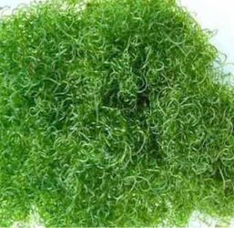 Chaetomorpha “Chaeto” Algae – Fresh Saltwater Reef Tank Macroalgae | $10