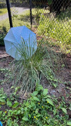 Pampas grass for plant trade? 3 feet tall and in the ground.