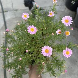 Pink Marguerite Daisies 