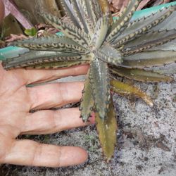 Tiger Dagriemonti Rooted Plant Grows To 2-3 Ft https://offerup.com/redirect/?o=Vy5waW5r Bell Flowers
