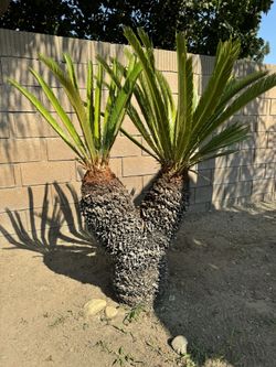 Sago Palm Tree
