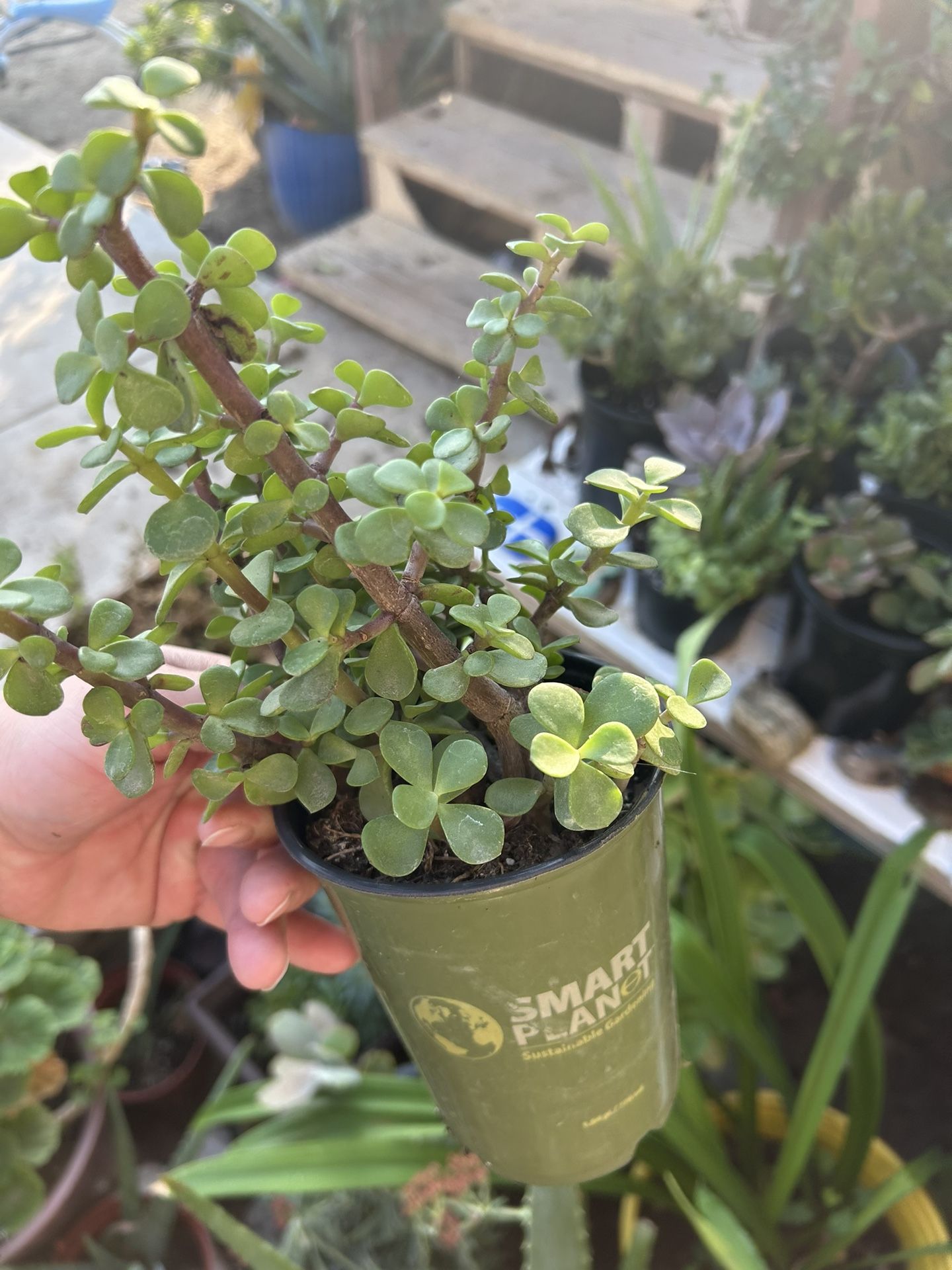 Succulents