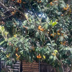 Loquats 