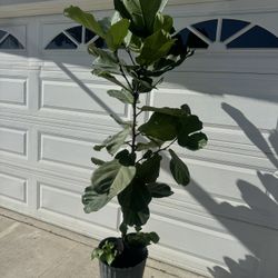 Fiddle Leaf Over 6ft