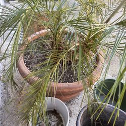 Plants And Pots For Sale