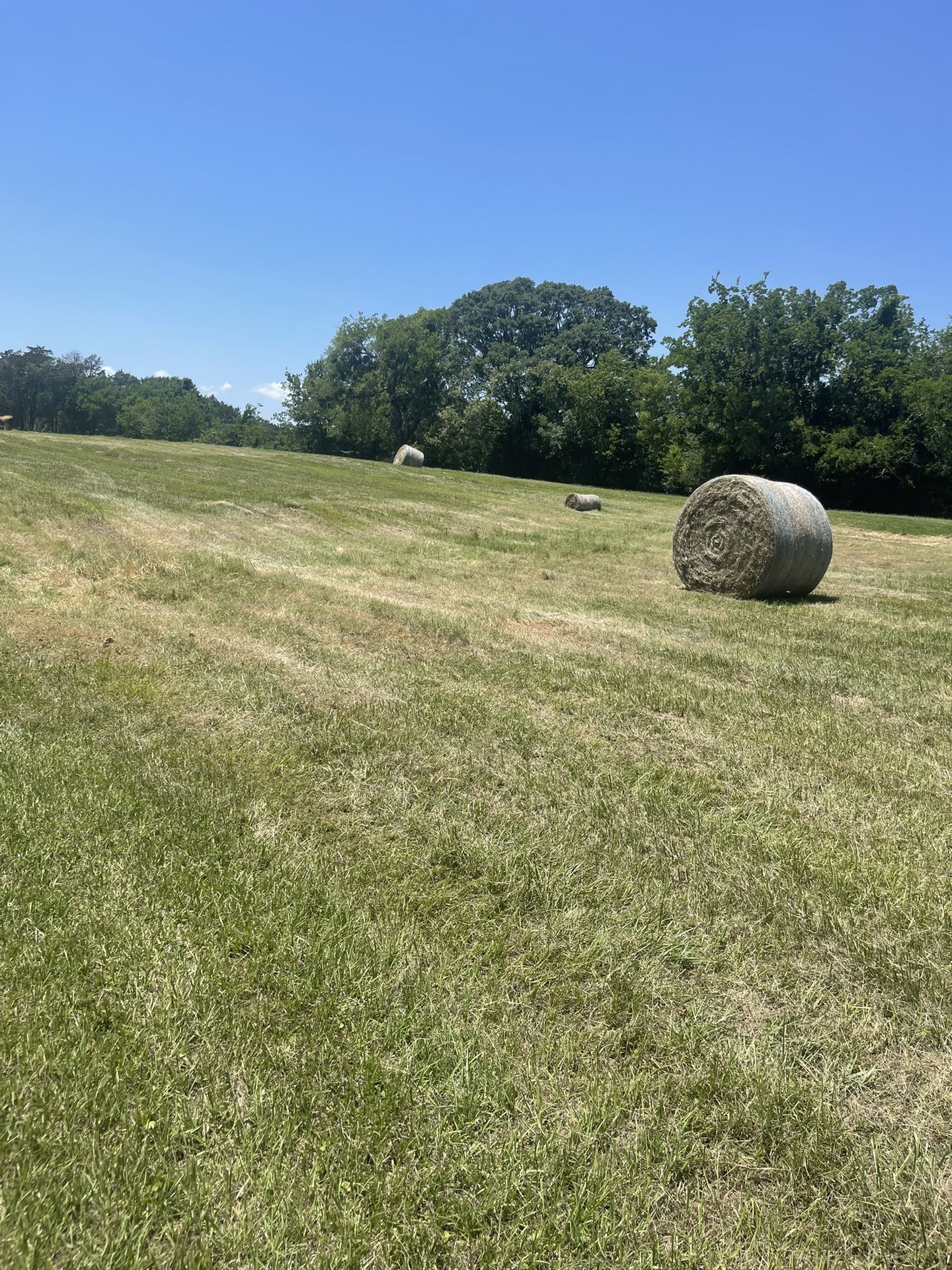 1st Cutting Hay