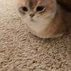 ayla
