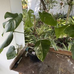 Monstera albo variegated Plants