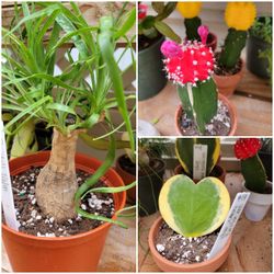 Various Succulents, Cactus & Other Plants