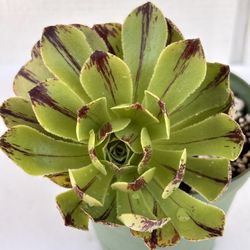 Aeonium Green Fire 🔥 