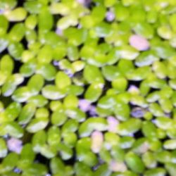 Duckweed 