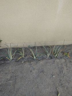 Aloe Vera Plants – Lot of 4