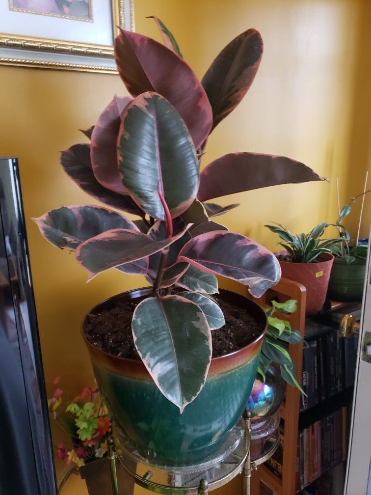 Rubber Plant