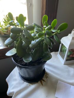 Beautiful Jade plant 🪴- firm price