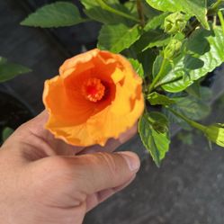 Plant Sale … Tulipanes.. Hibiscus…10$