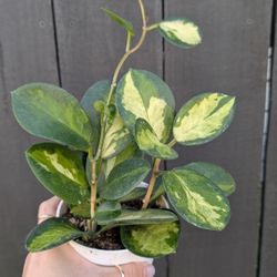 Hoya Australis Lisa Plant 4" Pot - Indoor House Plants 