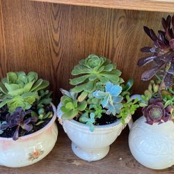 Beautiful Succulents 