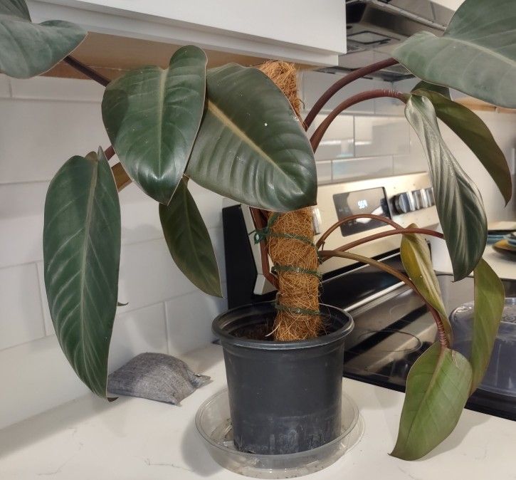 Amazing Red Congo Plant